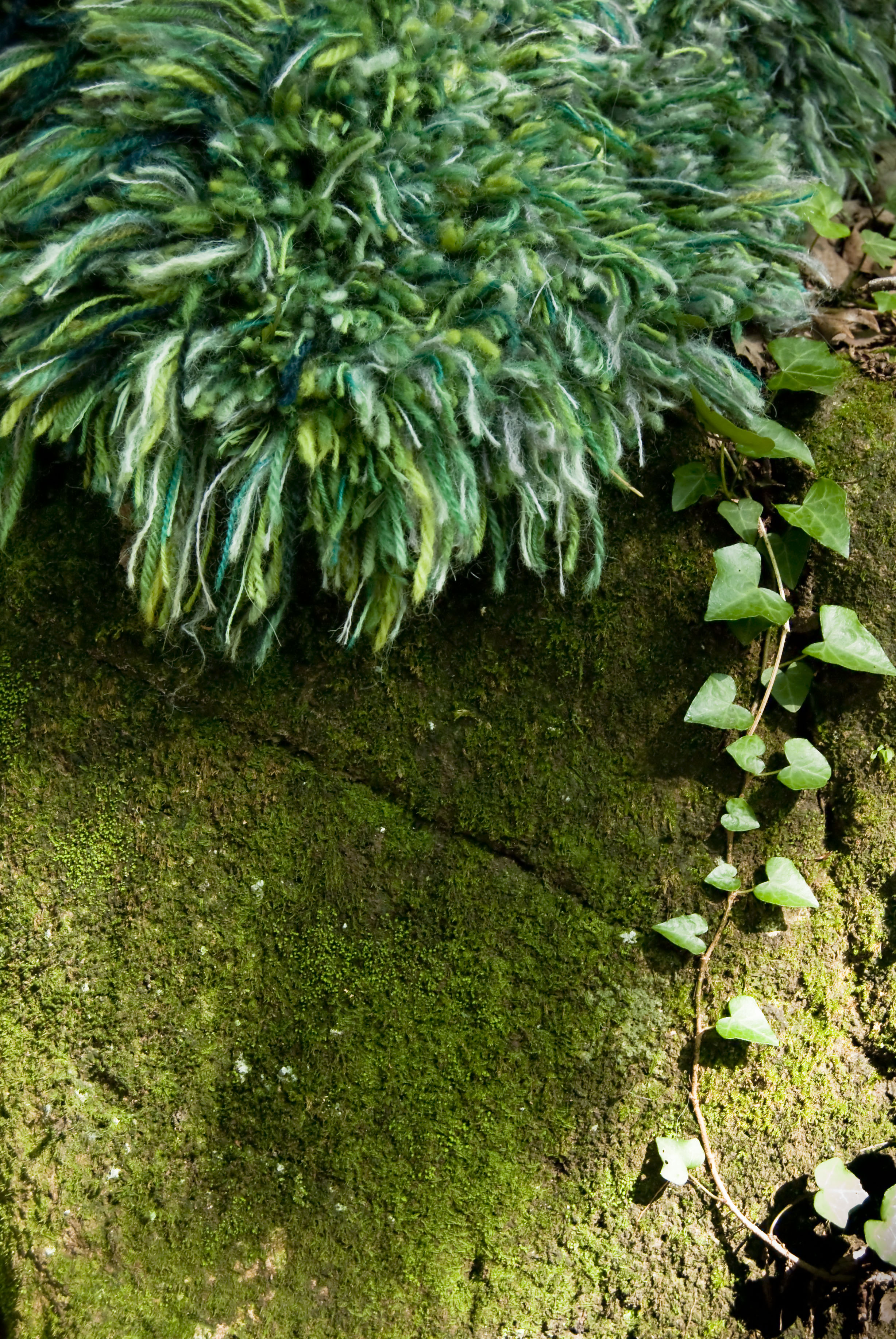 Green World Moss mat in the forest 2