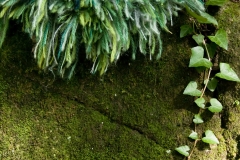 Green World Moss mat in the forest 2